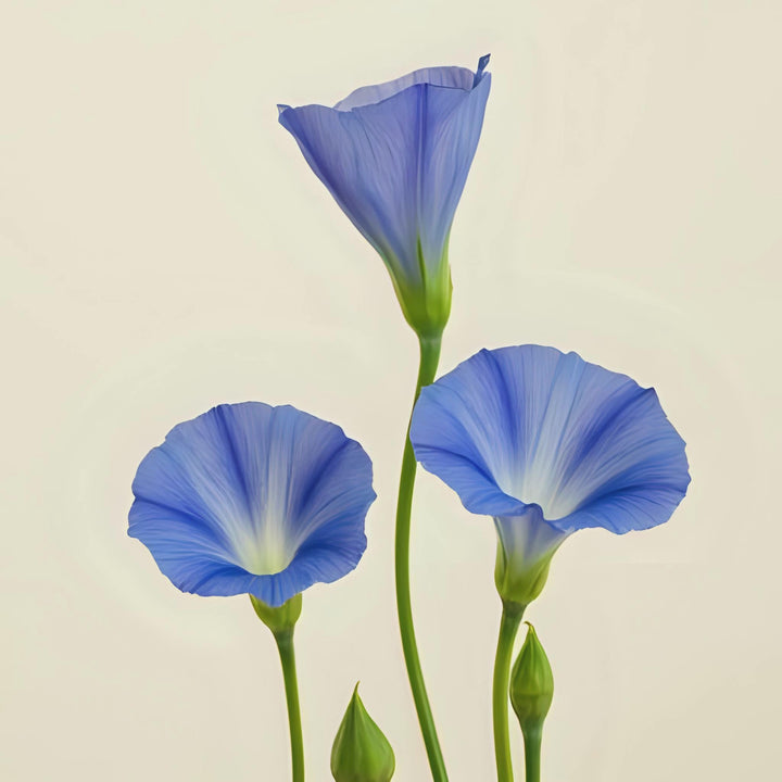 Moonflower Sky Fragrance Description. Top Notes: Fresh Linen, Orange Blossom, Moonflower. Middle Notes: Gardenia, Lily of the Valley, Juniper. Base Notes: Patchouli, Sandalwood, Vanilla Bean