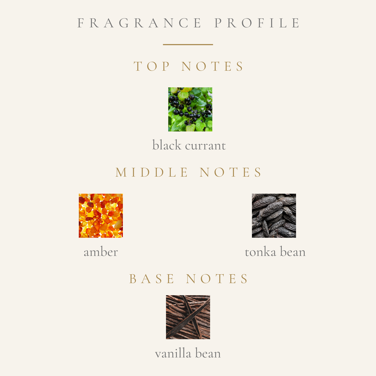 Top notes: black currant. Middle notes: Amber, tonka bean. Base Notes: Vanilla Bean