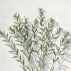 A bundle of dried green sage with narrow leaves, arranged on a textured off-white background with soft shadows.