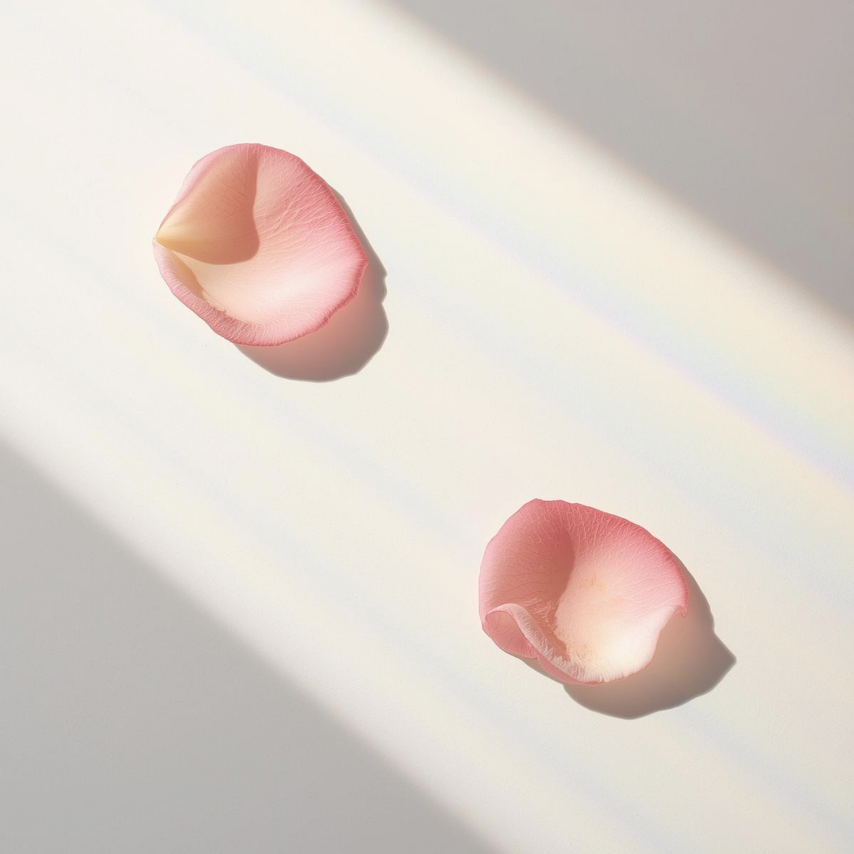 Two pink rose petals resting on a light beige surface with soft diagonal shadows and a faint rainbow reflection.