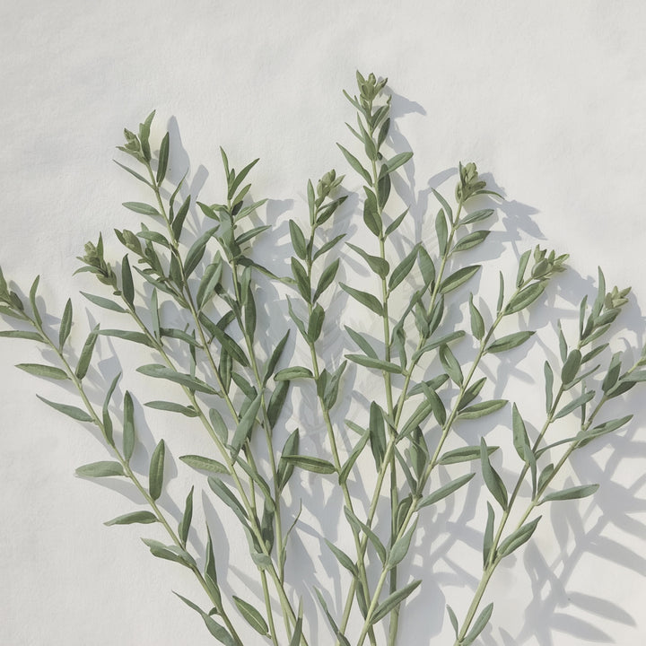 Sage + Cypress Room + Linen Spray