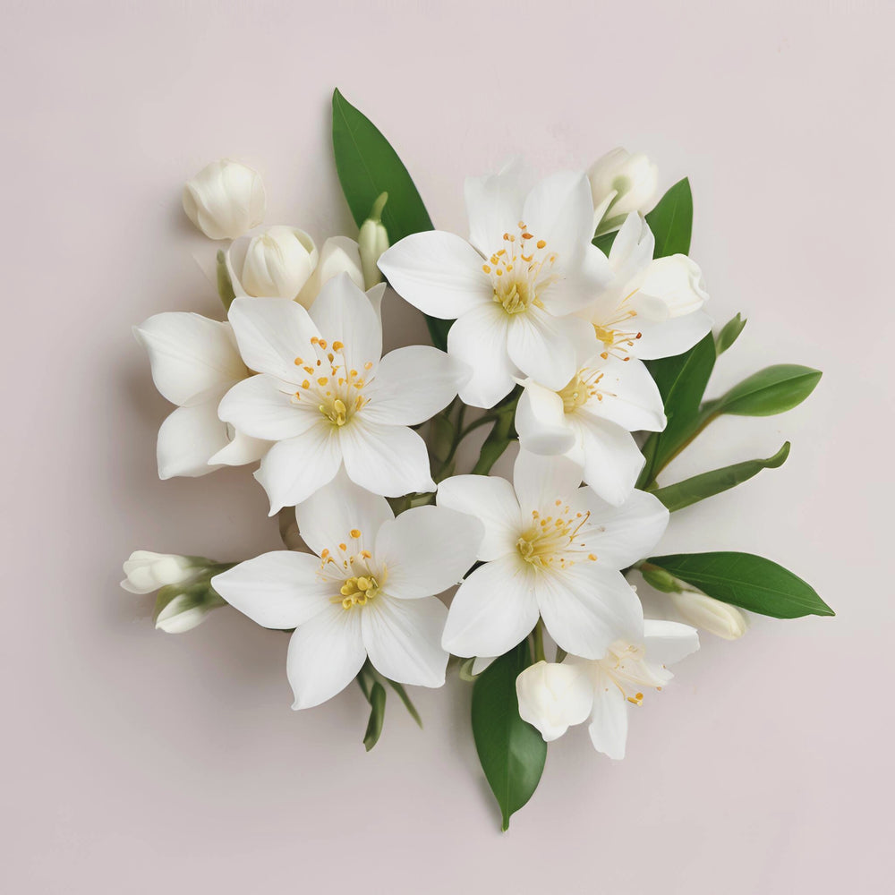 Jasmine Neroli Fragrance Notes. Top Notes: Green Leaves, Citrus, Petitgrain. Middle Notes: Neroli, Jasmine, Orange Blossom. Base Notes: Powder, Patchouli.