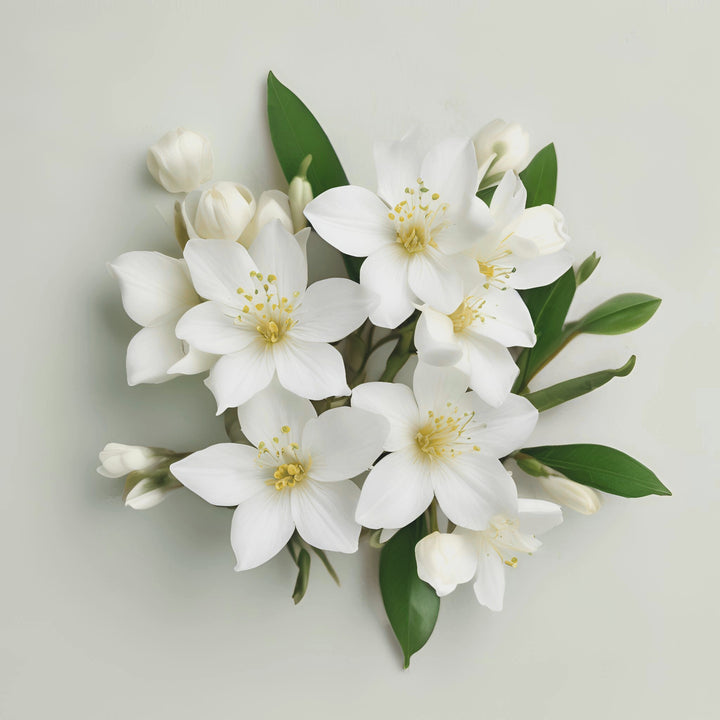 Jasmine Neroli Fragrance Notes. Top notes: Green leaves, Citrus, Petitgrain. Middle notes: neroli, jasmine, orange blossom. Base notes: powder, patchouli.